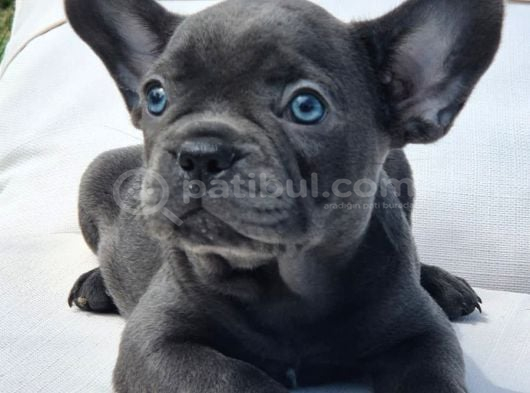 Blue French Bulldog Yavruları görsel