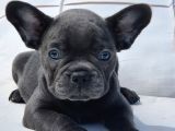 Blue French Bulldog Yavruları