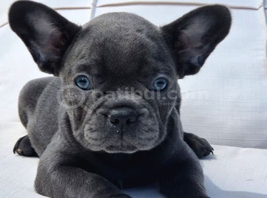 Blue French Bulldog Yavruları