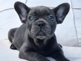 Blue French Bulldog Yavruları