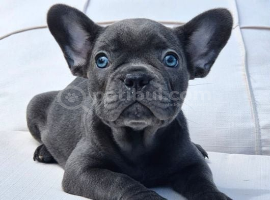 Blue French Bulldog Yavruları görsel