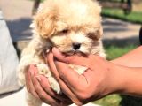 En Sevi̇mli̇ Malti̇poo Yavrulari
