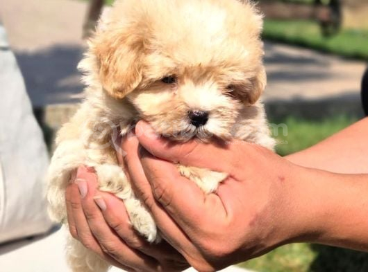 En Sevi̇mli̇ Malti̇poo Yavrulari