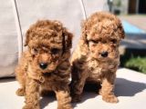 Tea Cup Red Brown Toy Poodle Yavruları