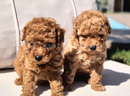 Tea Cup Red Brown Toy Poodle Yavruları