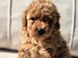 Tea Cup Red Brown Toy Poodle Yavruları
