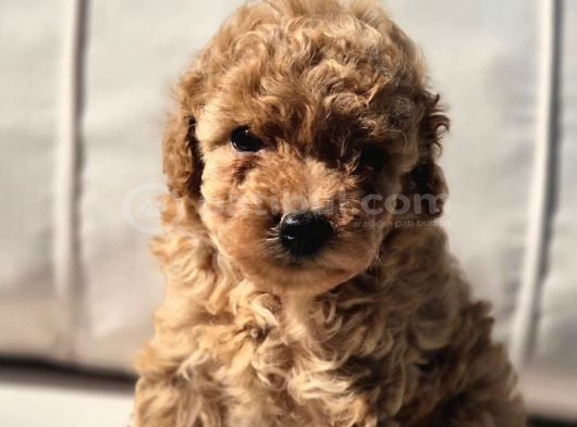 Tea Cup Red Brown Toy Poodle Yavruları görsel