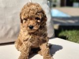 Tea Cup Red Brown Toy Poodle Yavruları