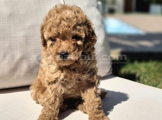 Tea Cup Red Brown Toy Poodle Yavruları görsel