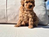 Tea Cup Red Brown Toy Poodle Yavruları