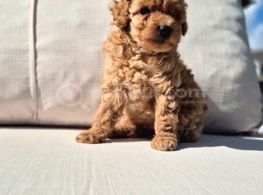 Tea Cup Red Brown Toy Poodle Yavruları görsel
