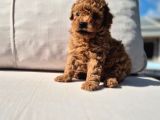 Tea Cup Red Brown Toy Poodle Yavruları