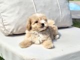 Tea Cup Malti̇poo Yavrulari̇ Istanbul