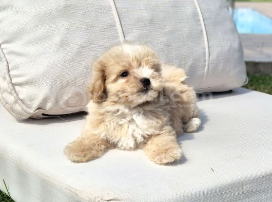 TEA CUP MALTİPOO YAVRULARİ ISTANBUL