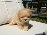 Tea Cup Malti̇poo Yavrulari̇ Istanbul