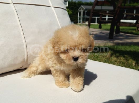 Tea Cup Malti̇poo Yavrulari̇ Istanbul görsel