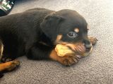 2Aylik Saf Macar Rotweiler