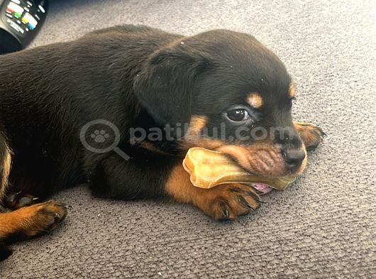 2Aylik Saf Macar Rotweiler görsel