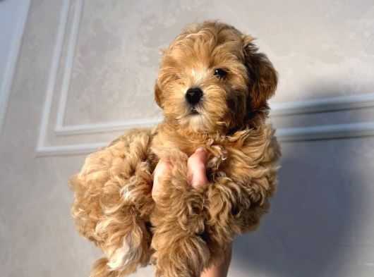Malti̇poo Ci̇nsi̇ Yavrular Ev Üreti̇mi̇ görsel