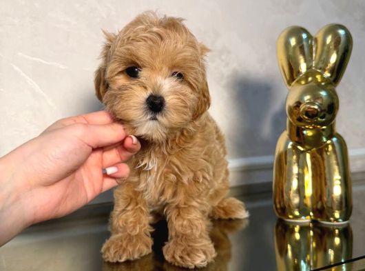 Malti̇poo Ci̇nsi̇ Yavrular Ev Üreti̇mi̇ görsel