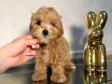 Malti̇poo Ci̇nsi̇ Yavrular Ev Üreti̇mi̇