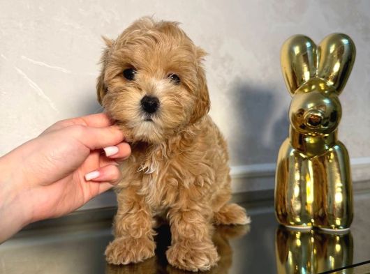 Malti̇poo Ci̇nsi̇ Yavrular Ev Üreti̇mi̇ görsel