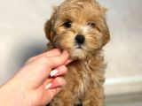 Malti̇poo Ci̇nsi̇ Yavrular Ev Üreti̇mi̇