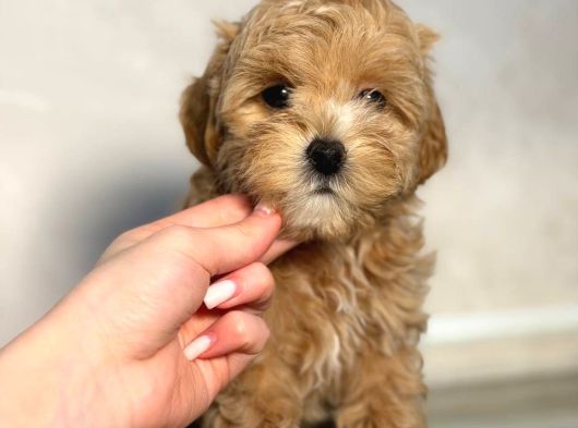Malti̇poo Ci̇nsi̇ Yavrular Ev Üreti̇mi̇