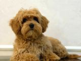 Toy Poodle Sevi̇mli̇ Yavrular Ev Üreti̇mi̇