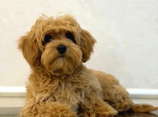 Toy Poodle Sevi̇mli̇ Yavrular Ev Üreti̇mi̇ görsel