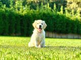 Hari̇ka Golden Retri̇ever Yavrulari