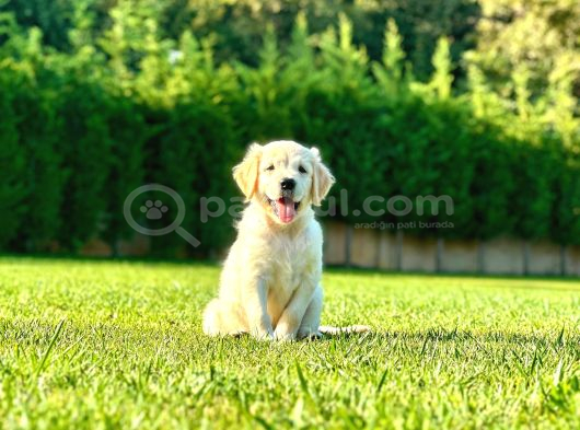 Hari̇ka Golden Retri̇ever Yavrulari görsel