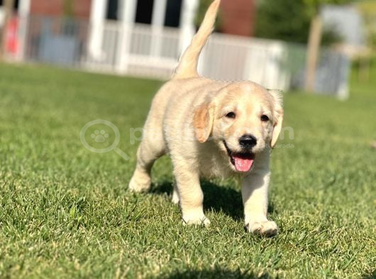 Hari̇ka Golden Retri̇ever Yavrulari