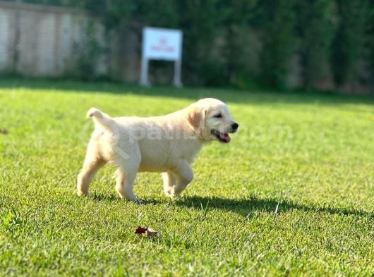 Hari̇ka Golden Retri̇ever Yavrulari görsel