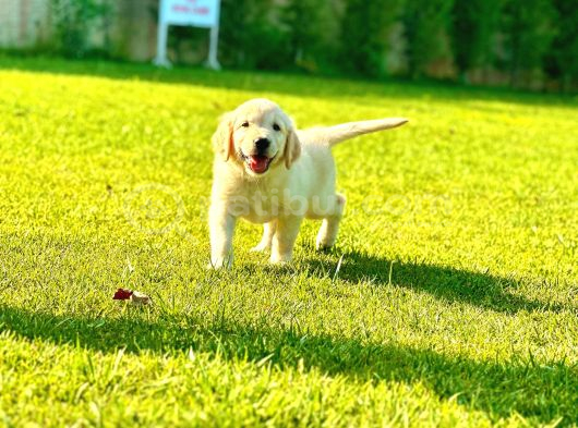 Hari̇ka Golden Retri̇ever Yavrulari görsel