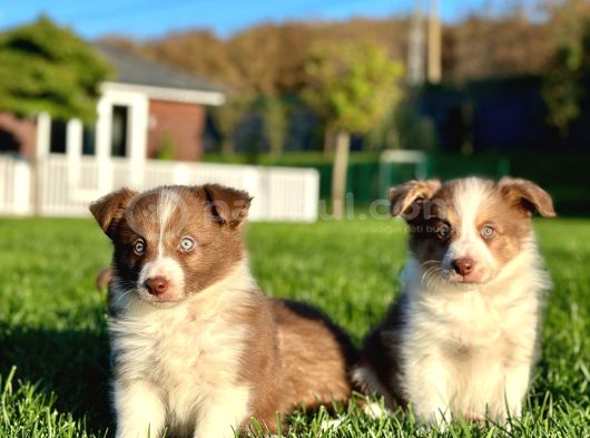 Border Collie Yavruları Istanbul görsel