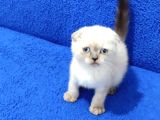Mavi̇ Mavi̇ Masmavi̇ Scotti̇sh Fold Bebegi̇m Yeni̇ Sahi̇bi̇ni̇ Ariyor