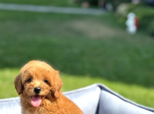 Bebek Yüzlü Malti̇poo Yavrularimiz A Kali̇te görsel