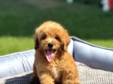 Bebek Yüzlü Malti̇poo Yavrularimiz A Kali̇te