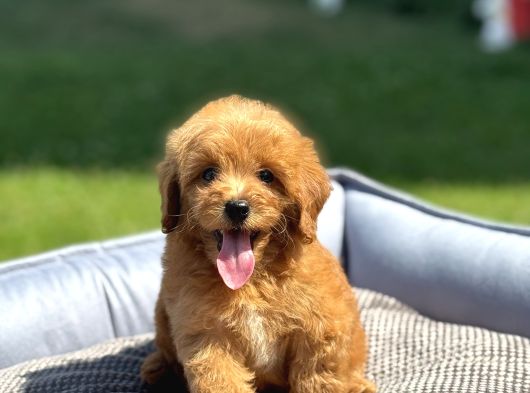 Bebek Yüzlü Malti̇poo Yavrularimiz A Kali̇te görsel