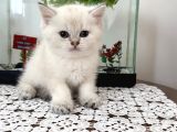 Miss Gibi Blue Point Yavrumuz Yeni Yuvasını Arıyor