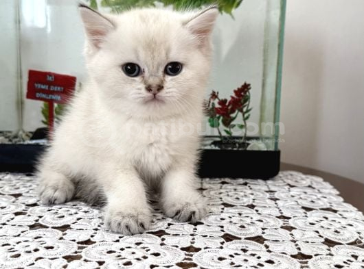 Miss Gibi Blue Point Yavrumuz yeni yuvasını arıyor