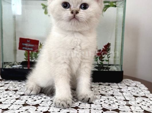 Miss Gibi Blue Point Yavrumuz Yeni Yuvasını Arıyor görsel