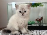 Yavrumuzun Iç Ve Dış Parazit Uygulamaları Yapılmıştır Tuval