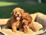 Bebek Yüzlü Malti̇poo Yavrularimiz A Kali̇te