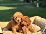 Bebek Yüzlü Malti̇poo Yavrularimiz A Kali̇te