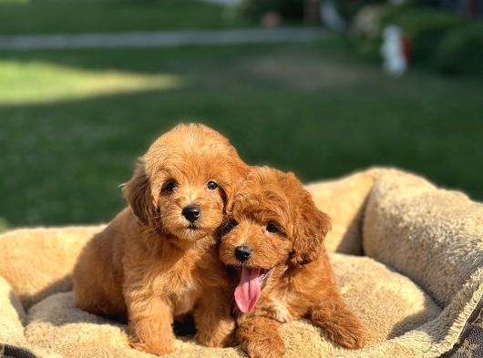 Bebek Yüzlü Malti̇poo Yavrularimiz A Kali̇te görsel