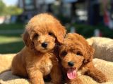 Bebek Yüzlü Malti̇poo Yavrularimiz A Kali̇te
