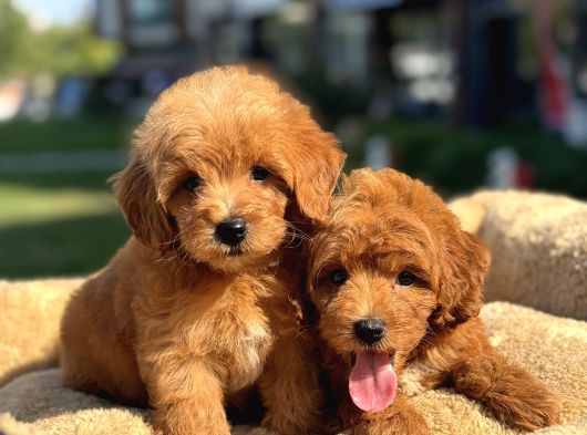 Bebek Yüzlü Malti̇poo Yavrularimiz A Kali̇te görsel