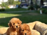 Bebek Yüzlü Malti̇poo Yavrularimiz A Kali̇te